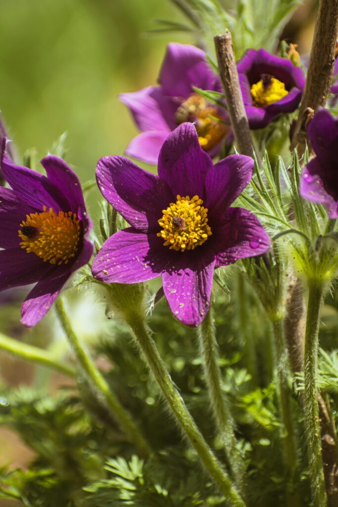 Medicinal Garden Kit